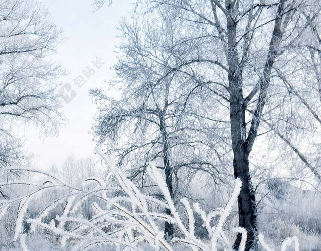纯净树林大寒冬天冬季大雪小雪下雪小寒白色背景海报