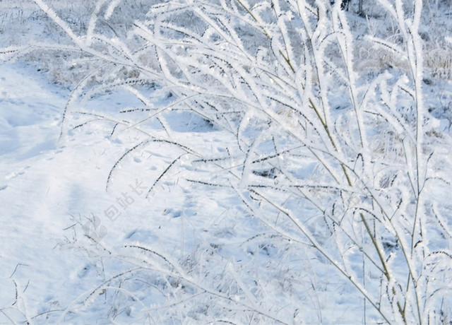 纯净树林大寒冬天冬季大雪小雪下雪小寒白色背景海报