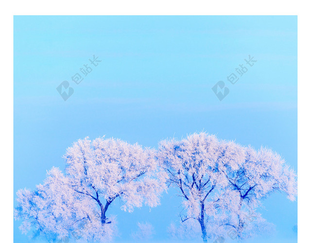 宁静树大寒冬天冬季大雪小雪下雪小寒蓝白背景海报