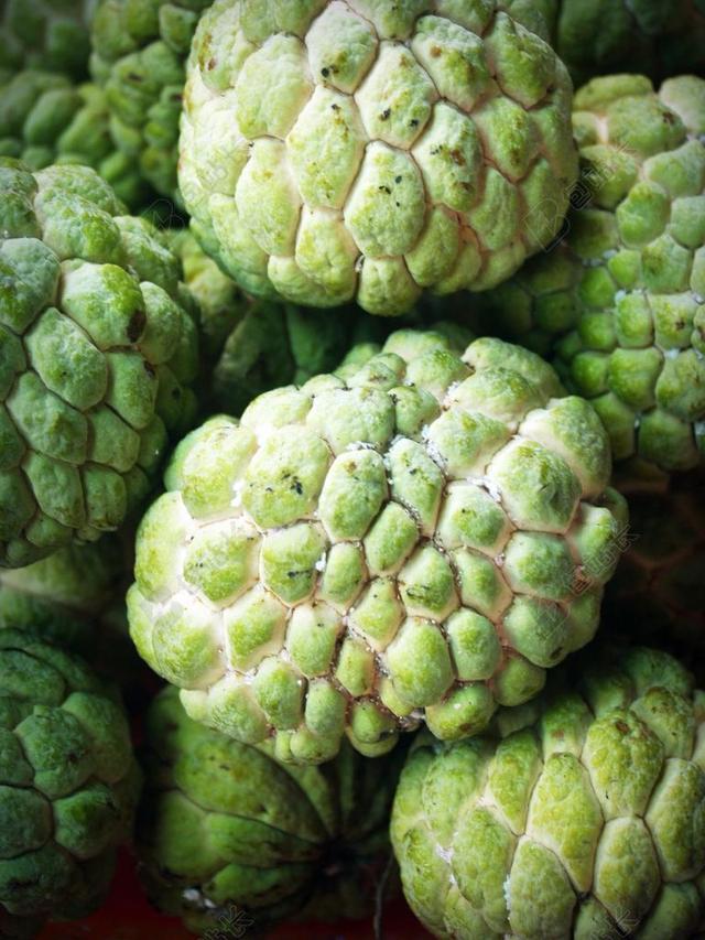 西葫芦 叶子 树 泰国 生产 成熟 糖苹果 美味 农业
