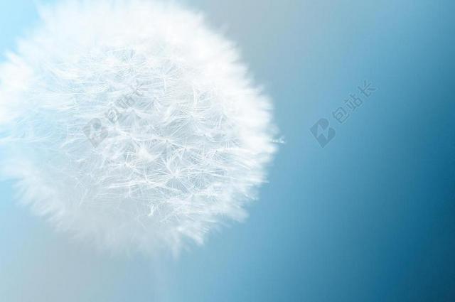 蒲公英 花 性质 蓝色 背景