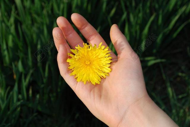 摄影时尚手捧菊花背景图片