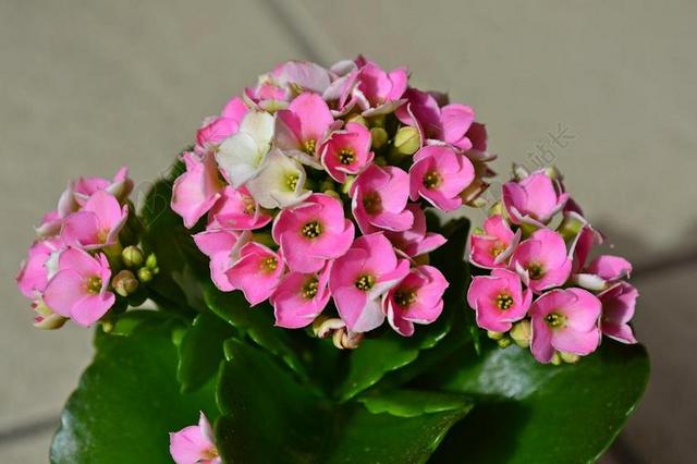 长寿 鲜花 粉红色的花朵 粉红色 盆栽植物 花瓣 绿色 华美