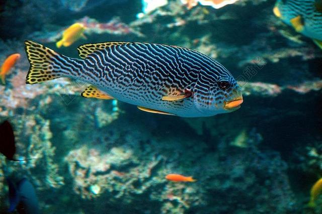 热带鱼 多彩 鱼 水下 水族馆 水 自然 颜色 海洋 蓝色