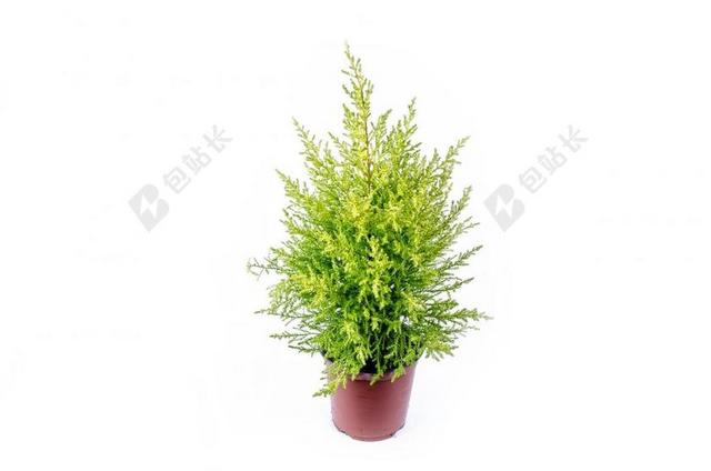 单 背景 枝杈 圣诞节 针叶树 针叶 柏树 森林 花园