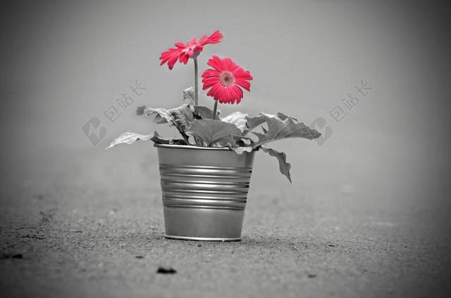 广告复古盆栽鲜花背景图片