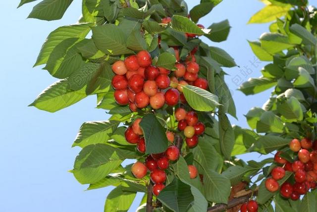 樱桃 性质 水果 夏天 季节