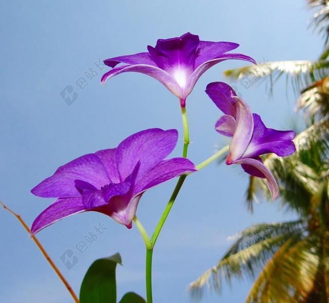 兰花 石斛兰 紫色 兰科 美丽 植物区系 花 达瓦 卡纳塔克