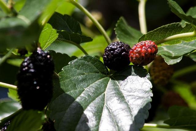 毛桃 黑色 红色 桑树 桑 MORACEAE 水果 食品