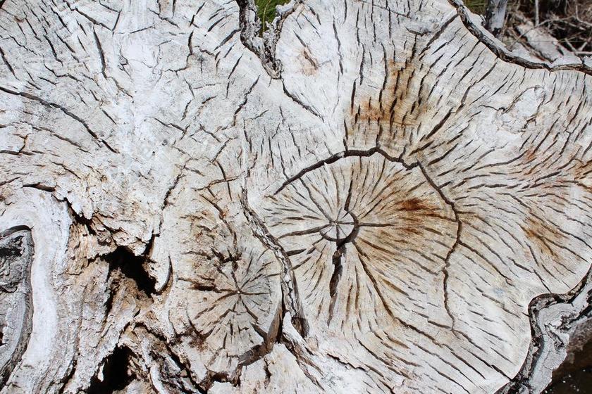 广告树桩纹理裂开木纹背景图片