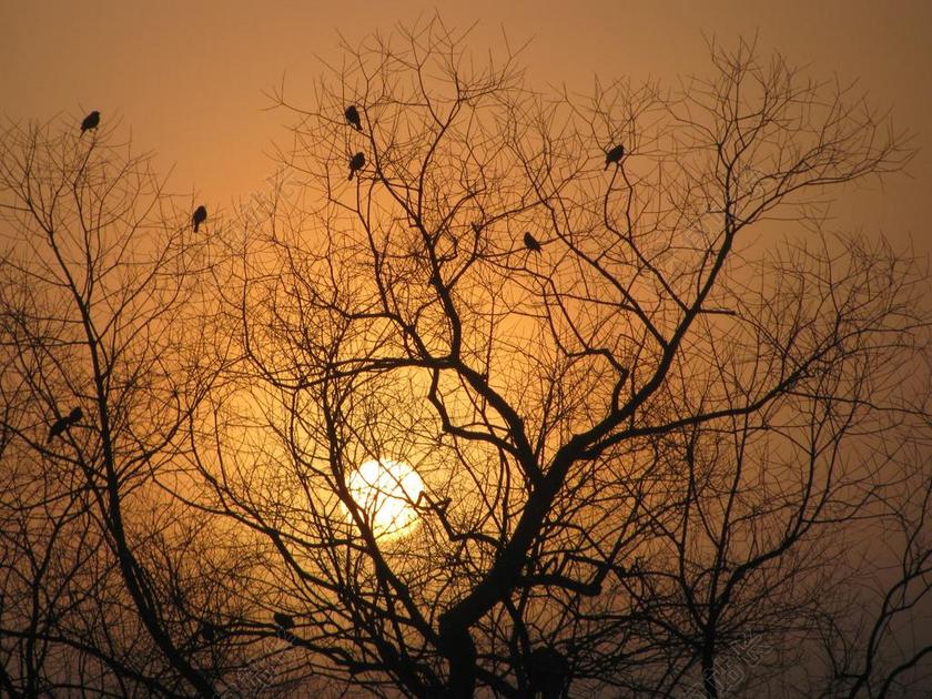 树剪影 日出 分支机构 鸟儿在树上 阳光 春 杨柳树