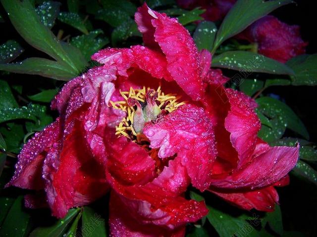 牡丹 雨滴 开花