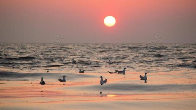 海鸥 海岸 日出 海 天空 鸟 海滩 波罗的海 性质 水