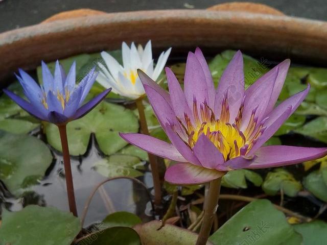 摄影清新莲花湖白莲花背景图片
