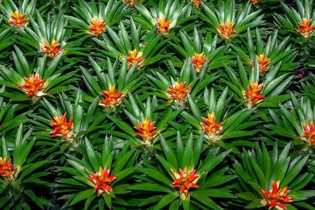 凤梨 厂 性质 丛林 热带地区 植物群 花 热带 铁