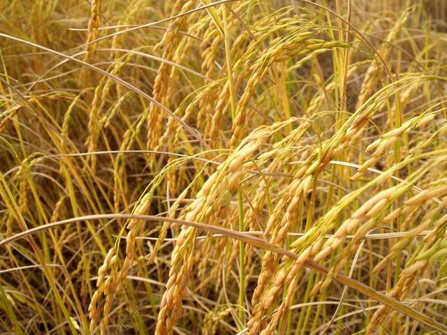 农业 亚洲 秋 植物学 谷类 谷类植物 作物 晚餐 干