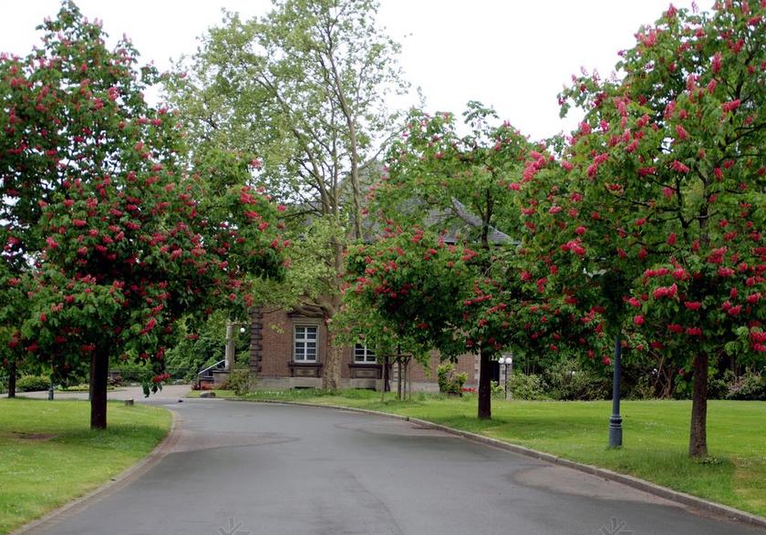 秋季 大道 树木 离 路 林荫大道 叶子 沥青 性质 景观