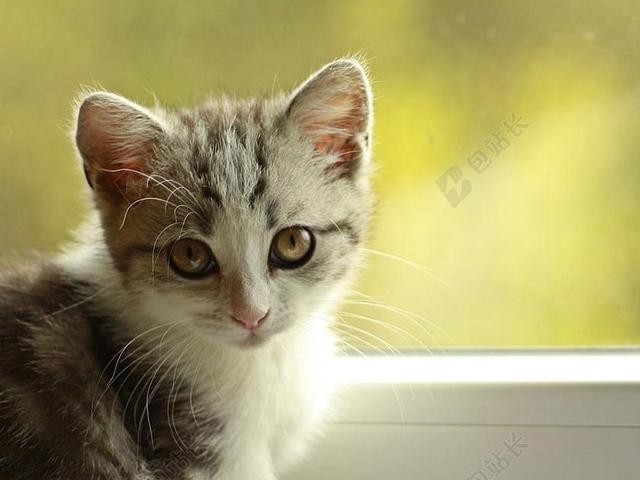 猫 小猫 小狗 俏皮 年轻的猫 宠物 国内的猫 MIEZE