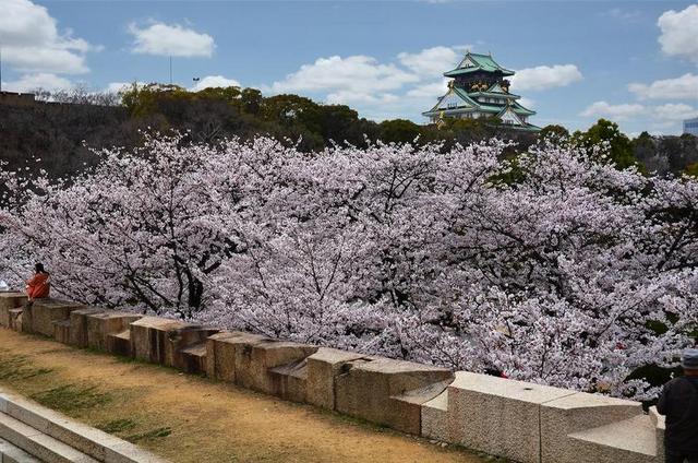 大阪 大阪城堡 城堡 里程碑 日本 关西 樱花 开花 春
