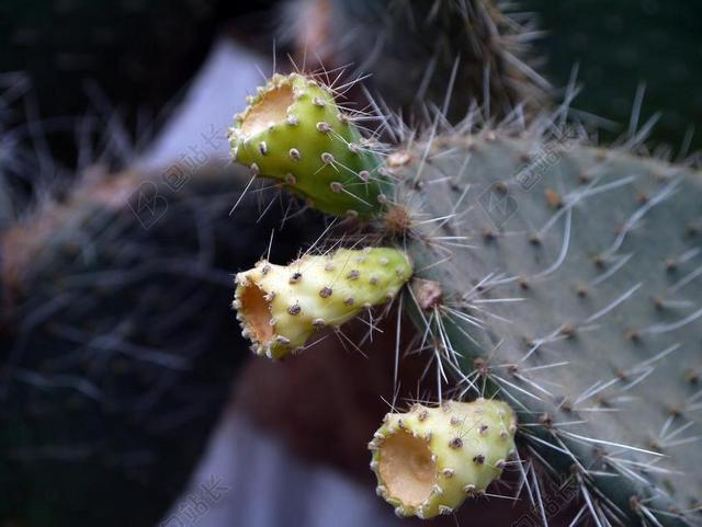 植物特写仙人掌背景图片