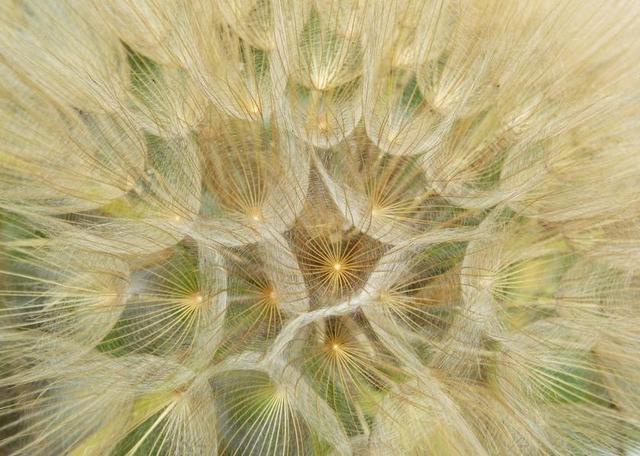 蒲公英 株型 种子 风 植物几何 ANGELITOS