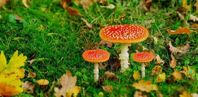 性质 蘑菇 森林 蘑菇采摘 叶子 在秋天 有毒