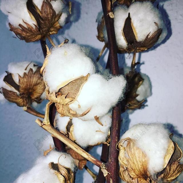 棉花 厂 鲜花 布什 棉