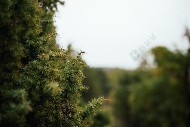 树 绿色 自然 环境 夏天 草 森林 春 天空 景观