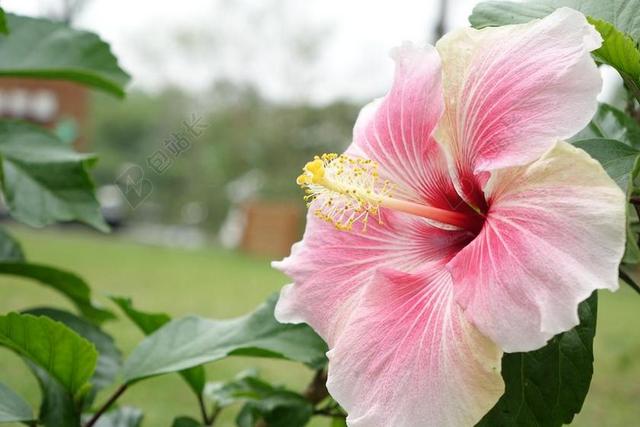 扶桑花 自然 粉紅 粉 白色 花 花园 天 光