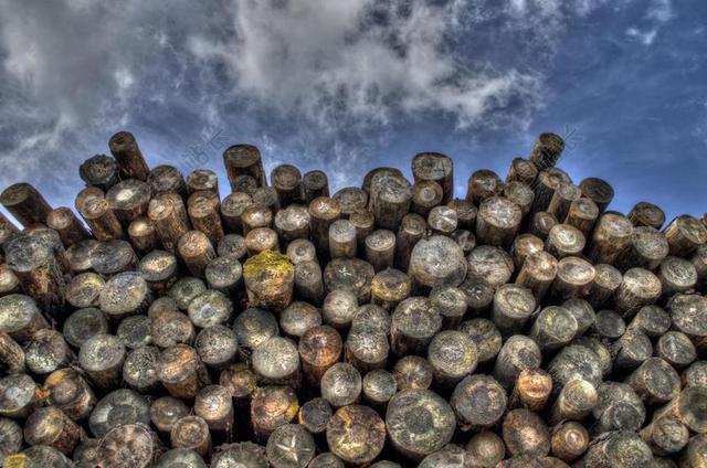 树干 木材 WOODPILE 林业 日志记录 叠