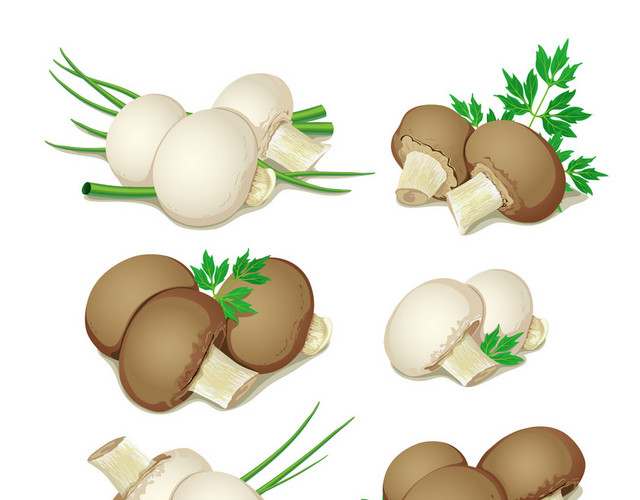 蔬菜蘑菇素材