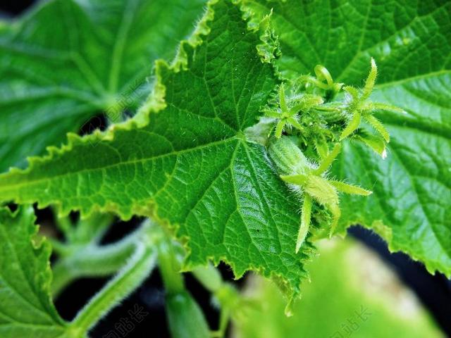 黄瓜 厂 健康 素食主义者 生的食物 食品 花园 弗里施