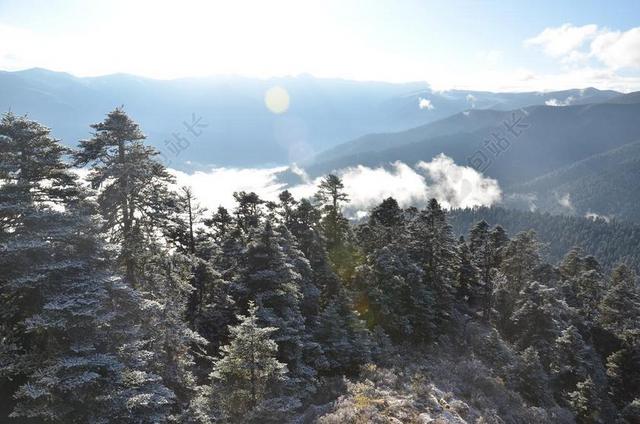 西藏 林芝 美景 云雾 雪松 雪景 摄影 仙境 阳光 白雪