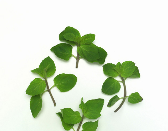 蔬菜薄荷叶素材