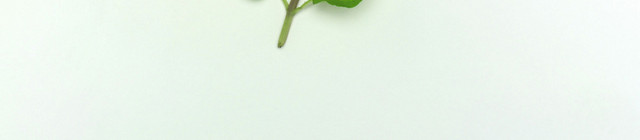 蔬菜薄荷叶素材