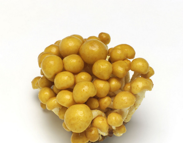 蔬菜蘑菇素材