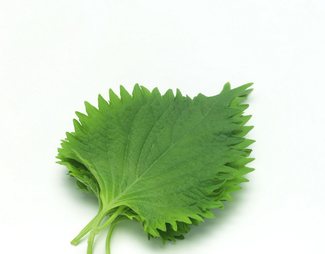 蔬菜薄荷素材