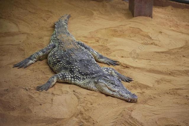 鳄鱼 睡着了 动物园