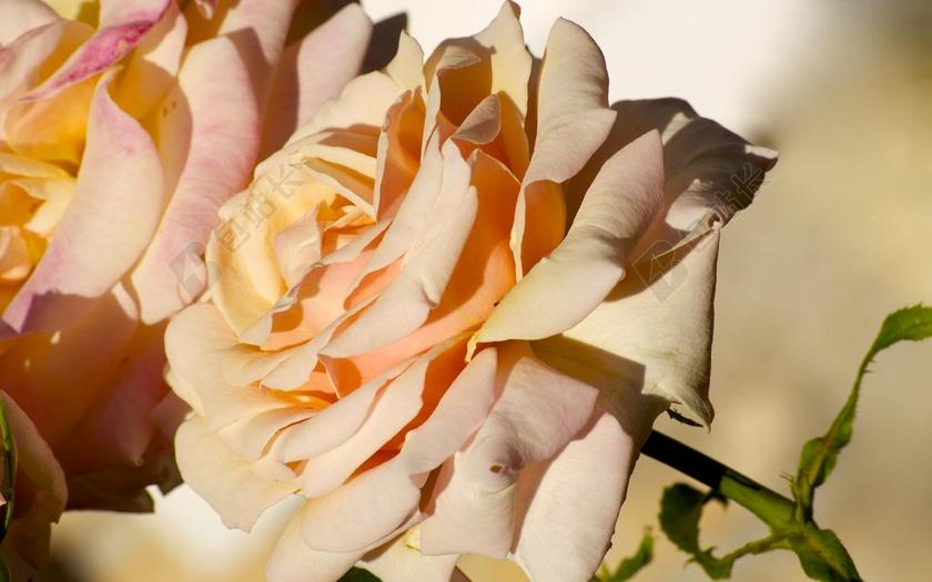 花园唯美盛开的罗莎玫瑰背景图片