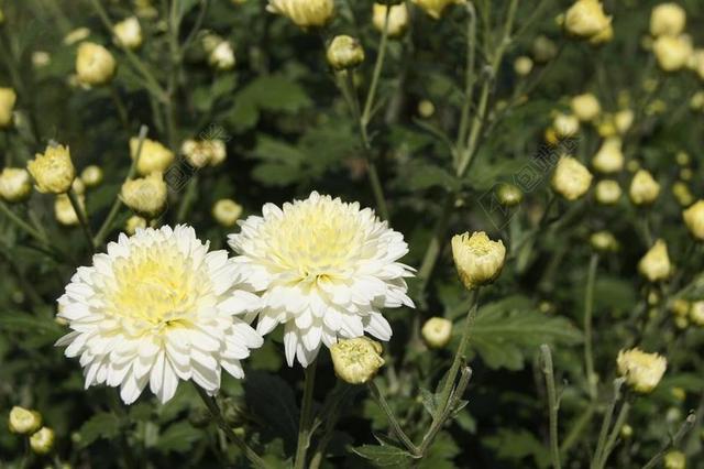 秋季 菊花 景观 野花 菊科 白花 植物 鲜花 开花