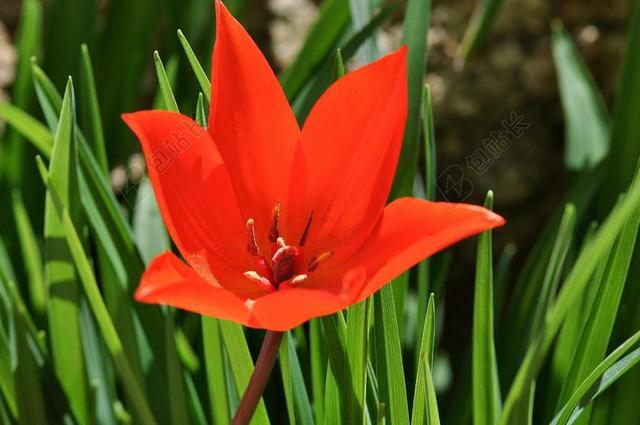 明星郁金香 花 厂 春天的花 红色 开花 朵红色的花 春天