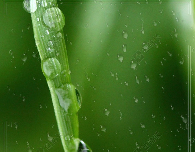 水滴传统节日绿叶二十四节气雨水雨滴清新绿色海报背景