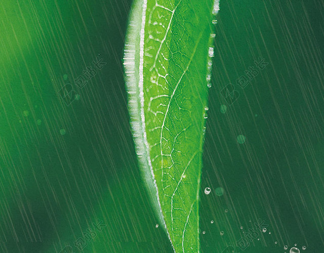 雨水绿色绿叶雨滴清新二十四节气传统节日海报背景