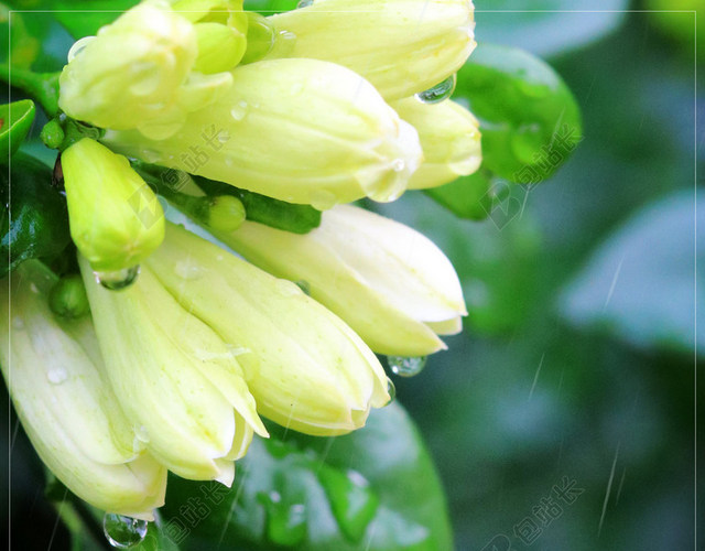 绿色传统节日雨水海报背景二十四节气茉莉花叶子清新