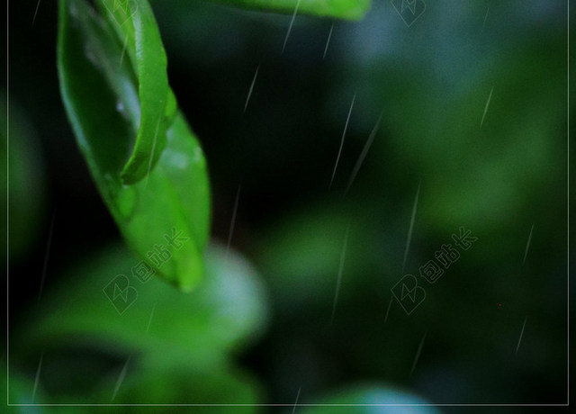绿色传统节日雨水海报背景二十四节气茉莉花叶子清新
