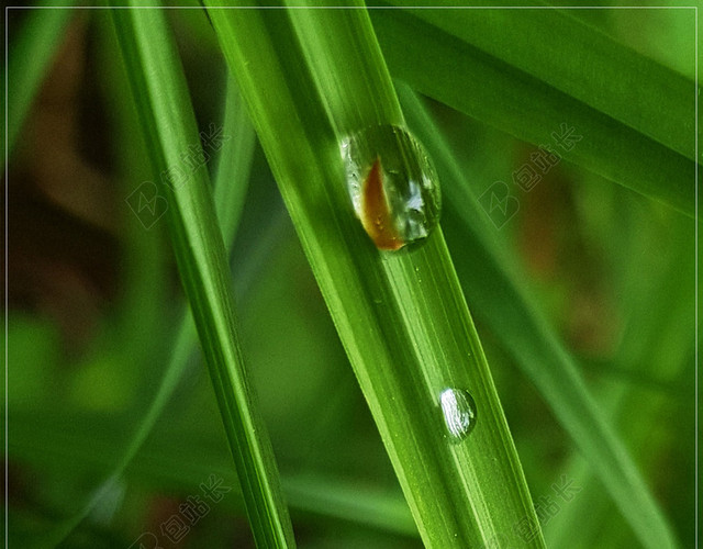 绿色草叶雨滴传统节日二十四节气雨水海报背景清新简约