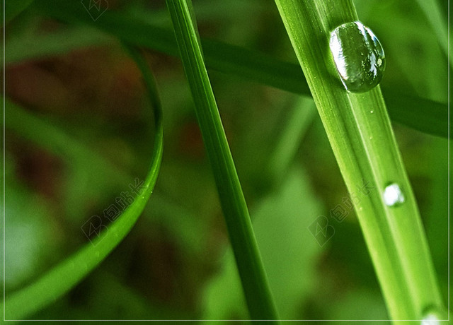 绿色草叶雨滴传统节日二十四节气雨水海报背景清新简约