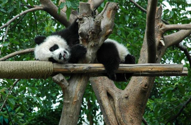 唯美树上睡觉的大熊猫背景图片