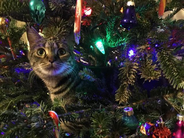 基蒂 圣诞树 宠物 动物 可爱 猫的 小猫 毛皮 肖像