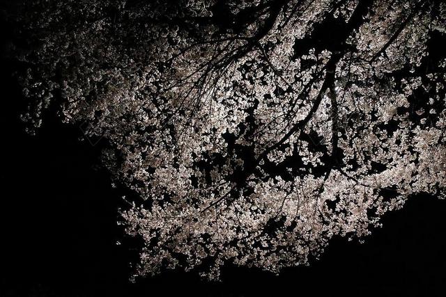 樱花盛开 春天 春天的花朵 樱花 开花 白色 花树 粉碎